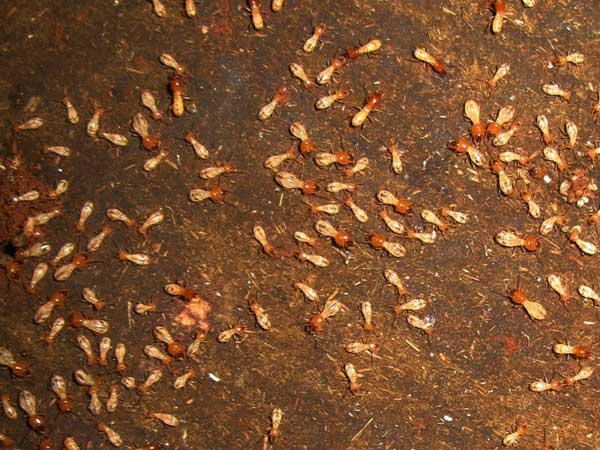 pest control termite treatements adelaide cando